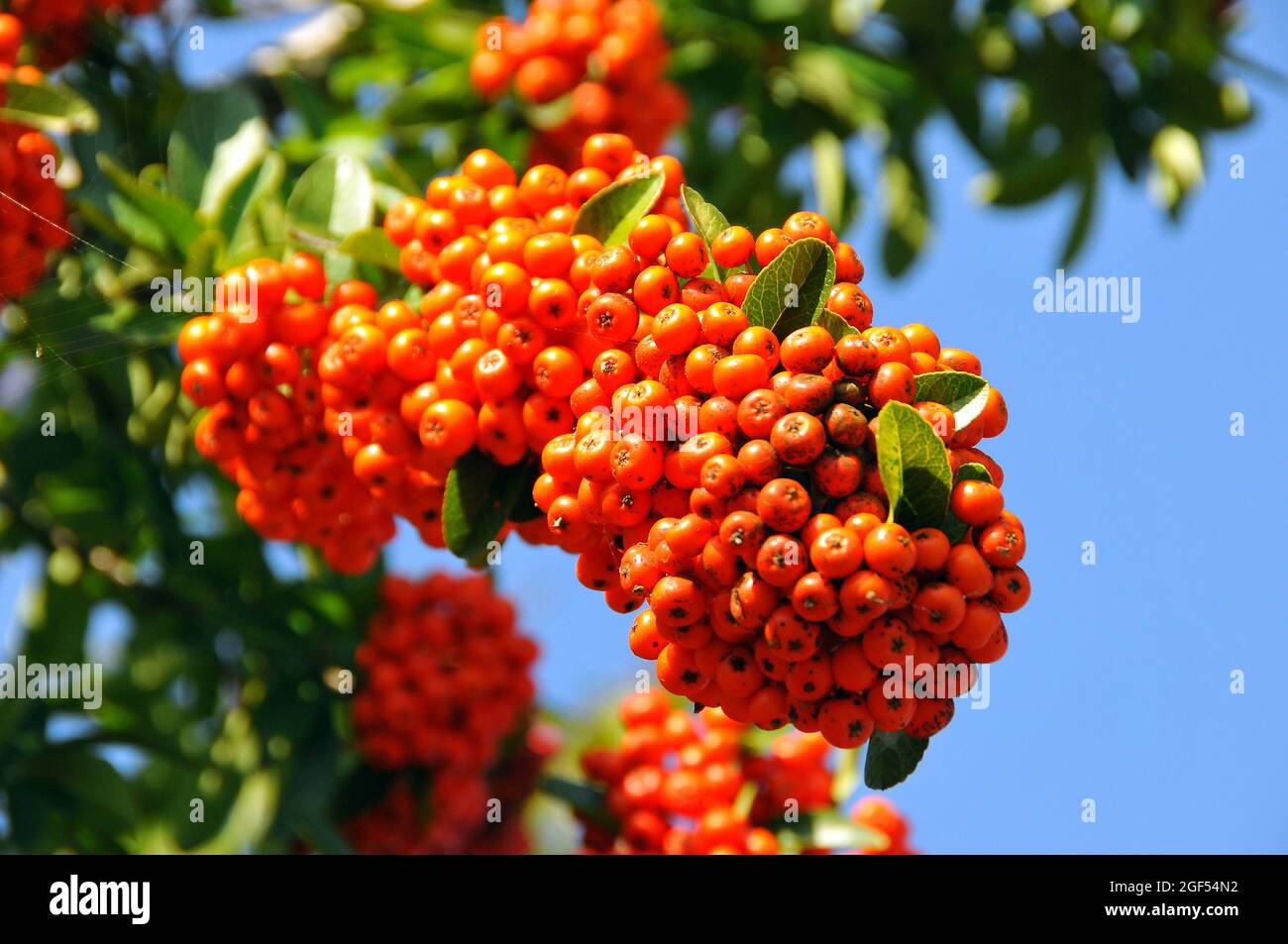 Scarlet Firethorn Red Firethorn Mittelmeer Feuerdorn Europ Ischer