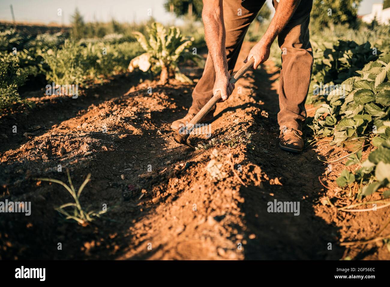 Farmer Digging Hi Res Stock Photography And Images Alamy