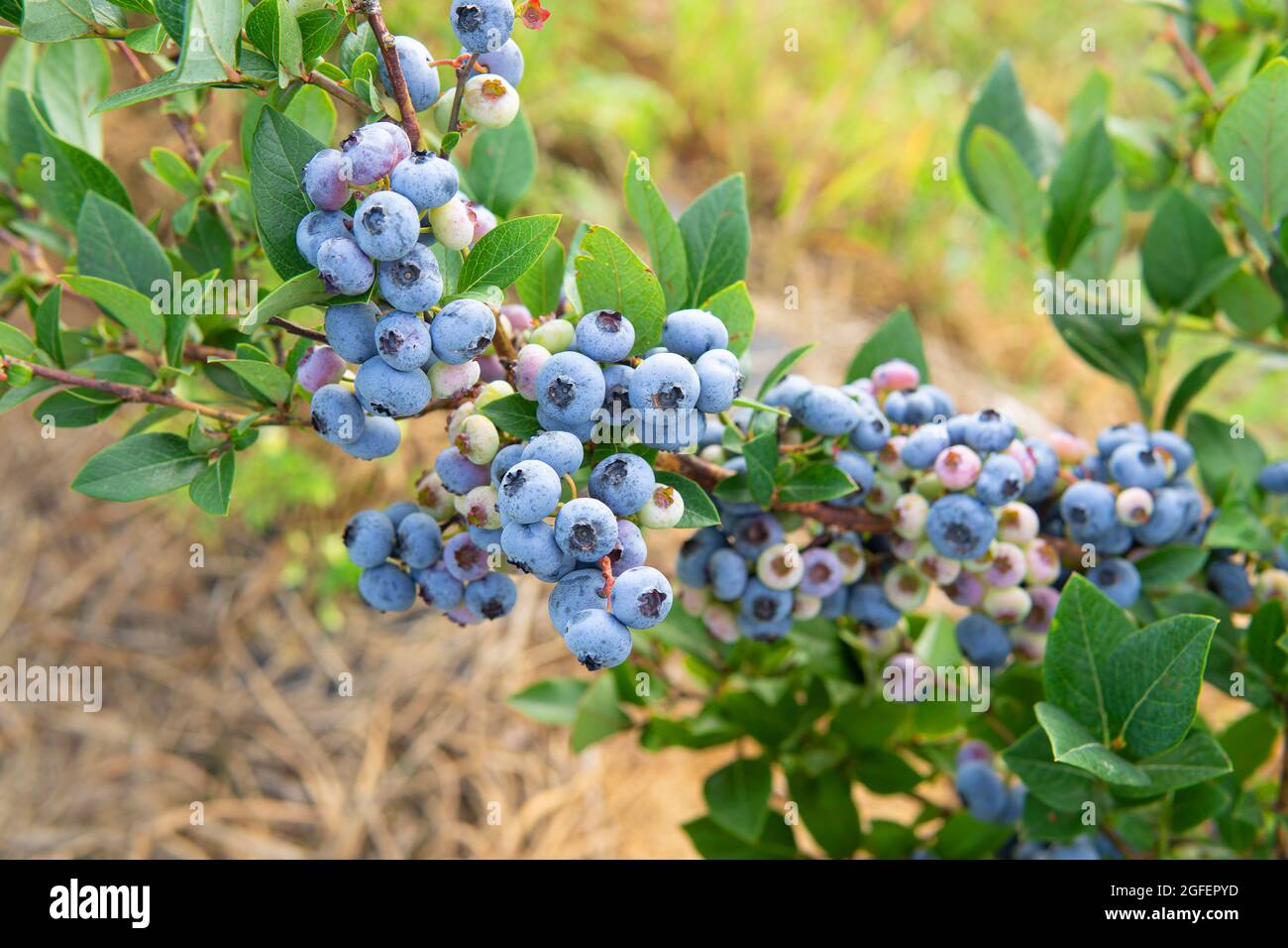 Various Stages Of Leaves Hi Res Stock Photography And Images Alamy