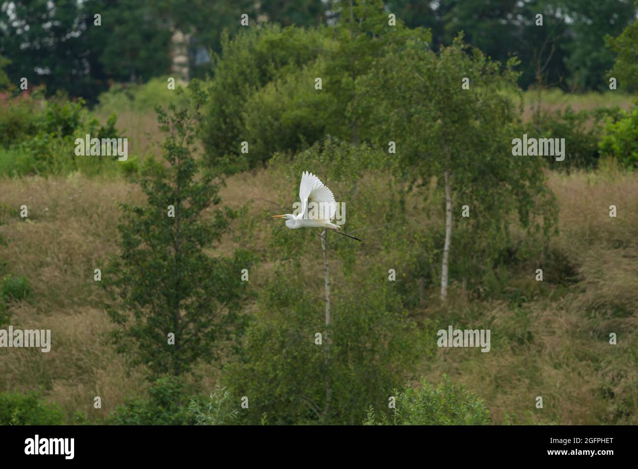 Great White Egret In Flight Stock Photo Alamy