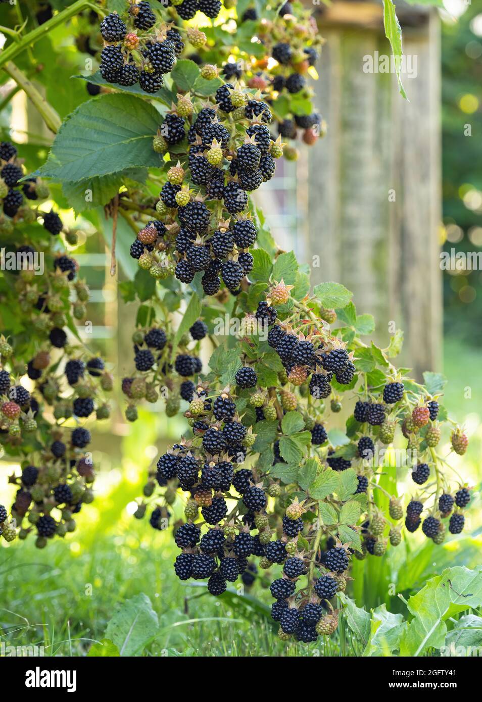 Natural Fresh Blackberries In A Garden Bunch Of Ripe Blackberry Fruit