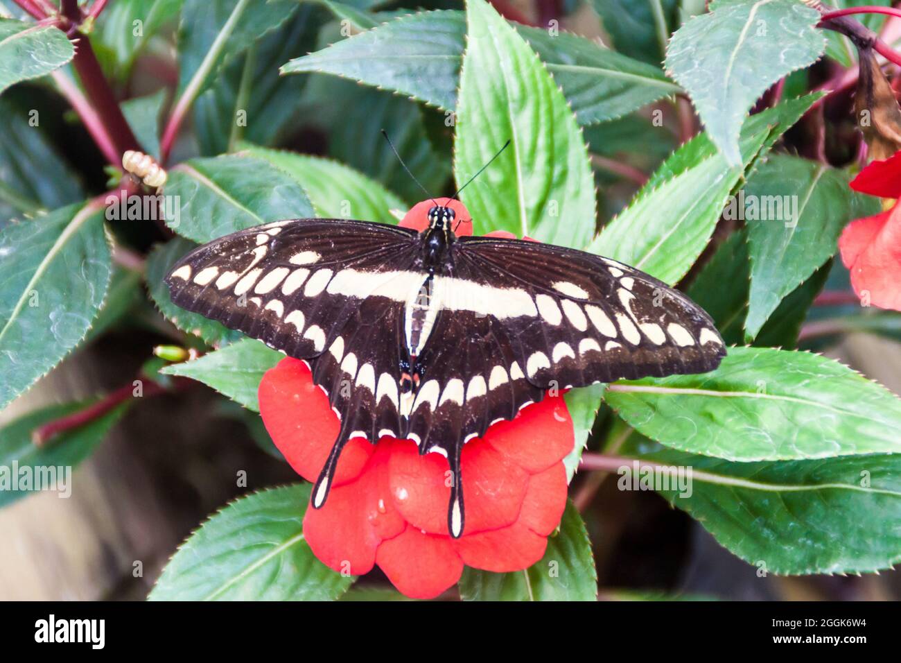 The King Swallowtail Butterfly Papilio Thoas In Mariposario The