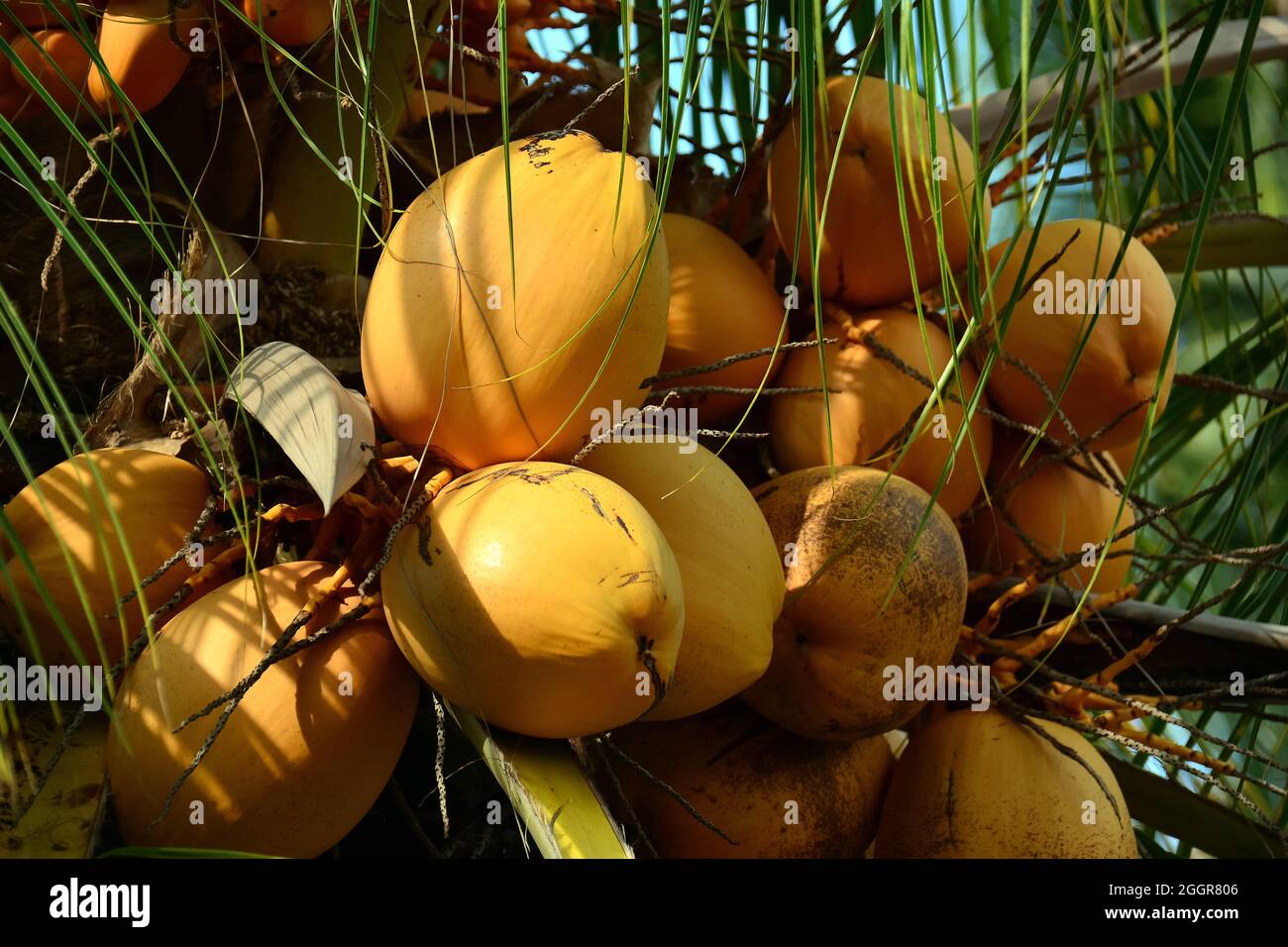 Coconut Tree Coconut Palm Kokospalme Kokosnusspalme Kokosnuss