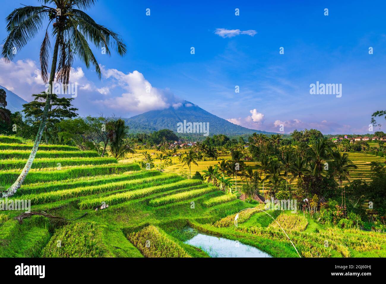 Jatiluwih Rice Terrace UNESCO World Heritage Site Bali Indonesia