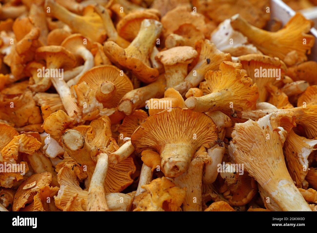 Close Up Yellow Chanterelle Edible Mushrooms Cantharellus Cibarius At