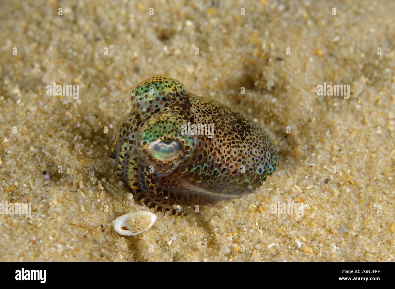 Southern Dumpling Squid Euprymna Tasmanica At Watsons Bay New South