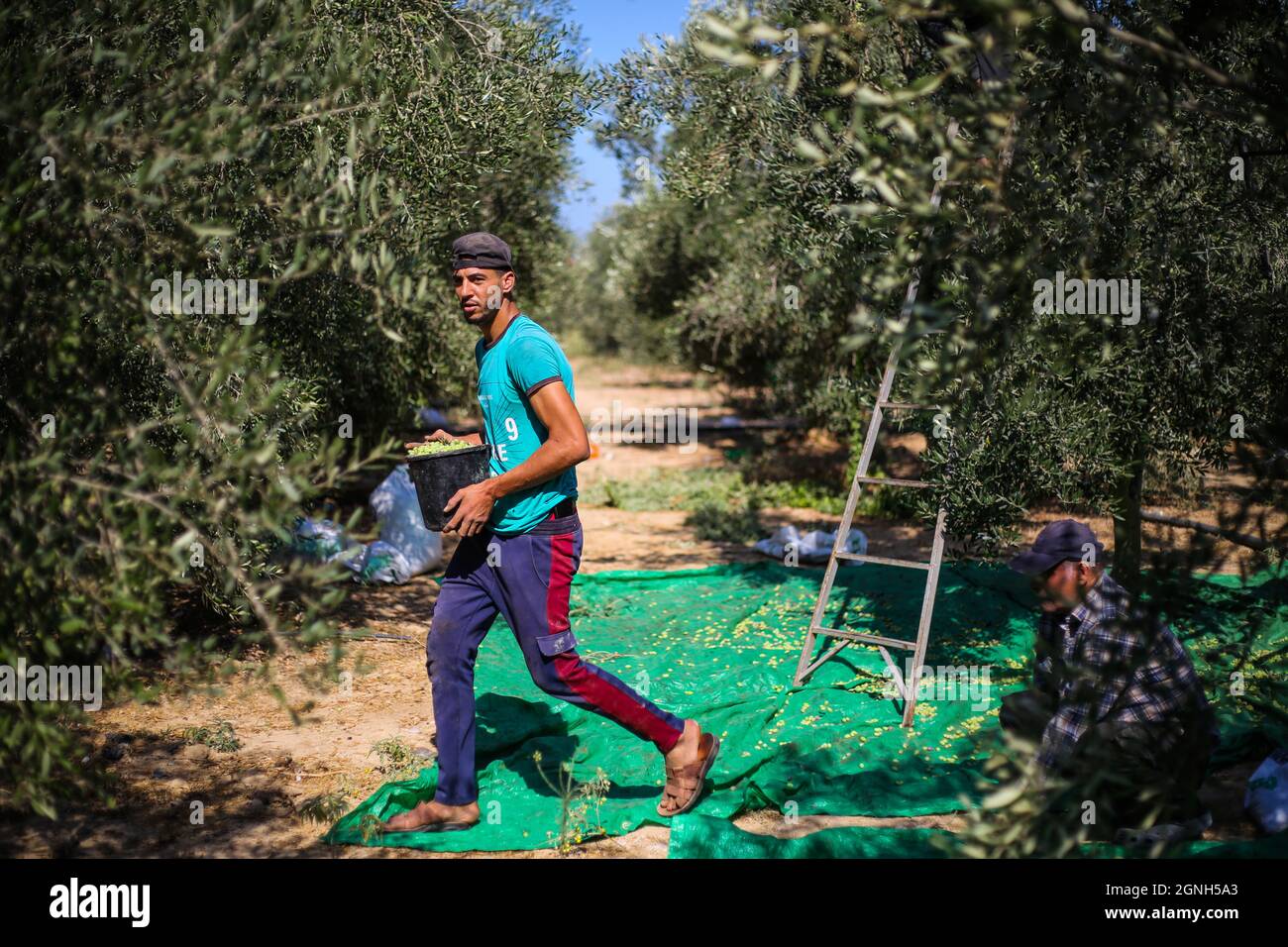 Gaza Palestine 25th Sep 2021 Palestinian Men Pick Olives From An