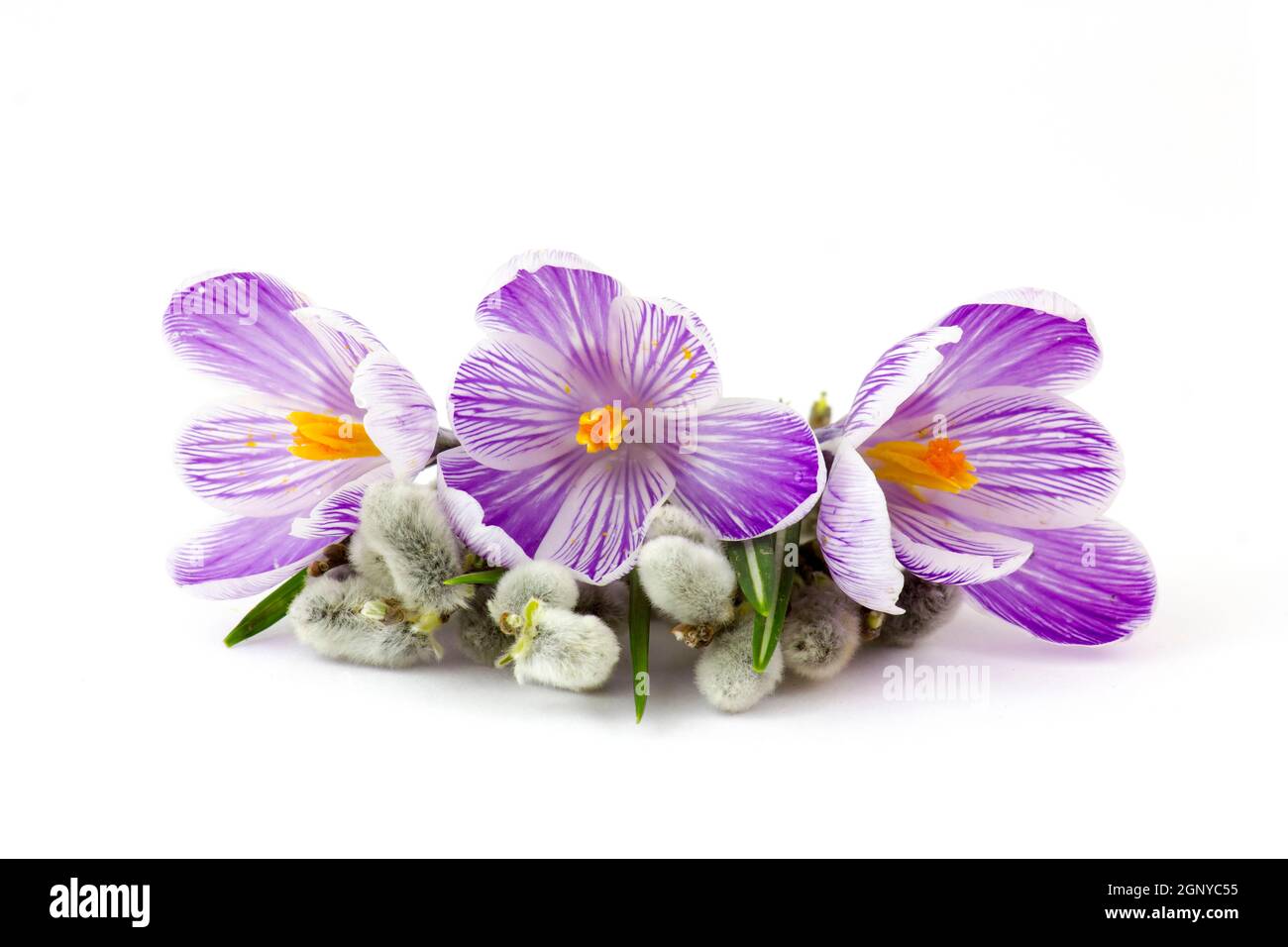 Crocus Flowers And Pussy Willow Twigs On White Background Stock Photo