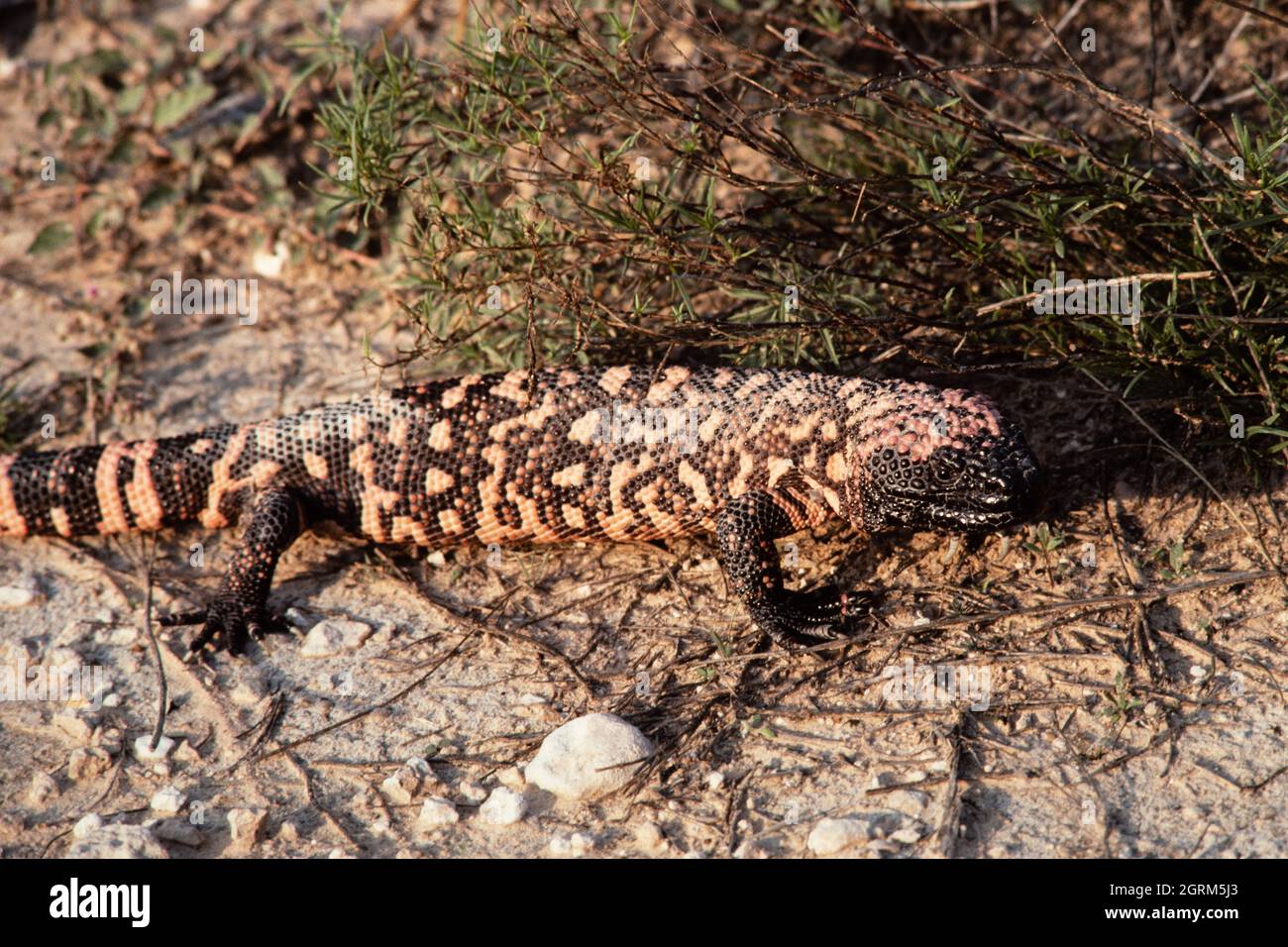 The Gila Monster Heloderma Suspectum A Species Of Venomous Lizard