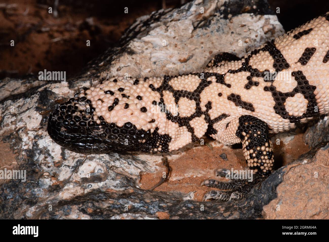 The Gila Monster Heloderma Suspectum A Species Of Venomous Lizard