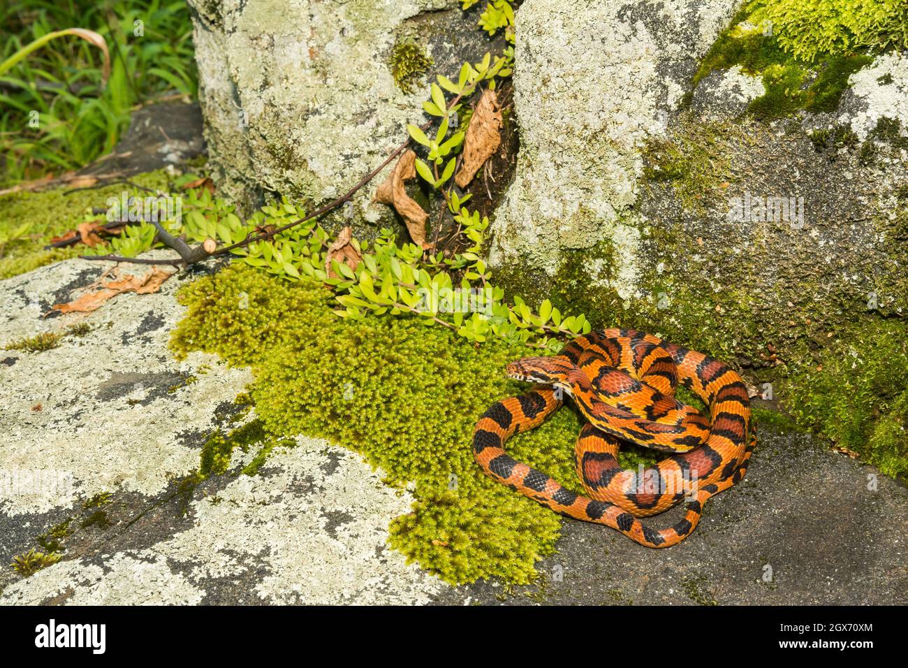 Okeetee Corn Snake Pantherophis Guttata Stock Photo Alamy