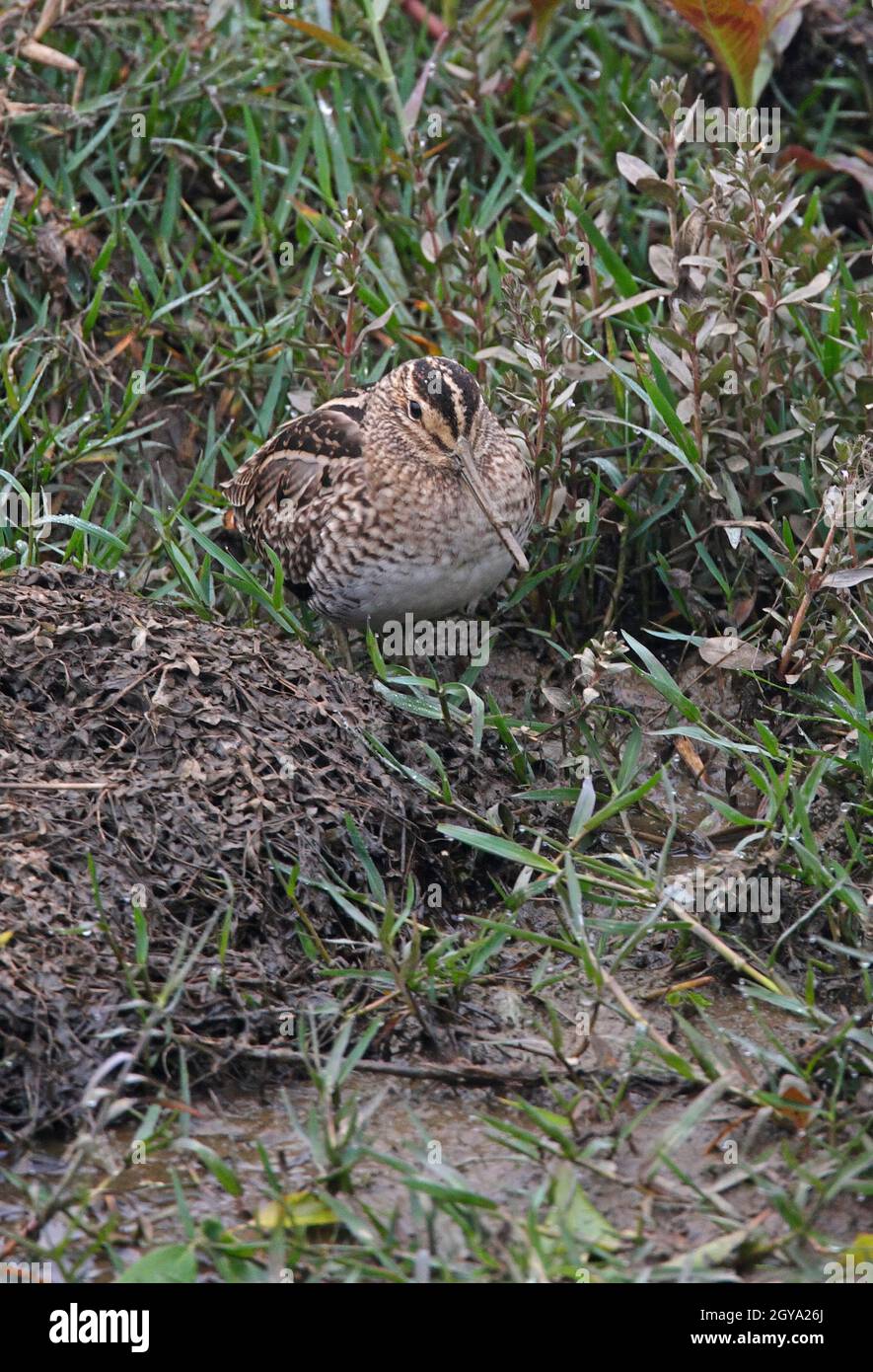 Pintail Snipe Gallinago Stenura Adult Standing In Marshland Chitwan