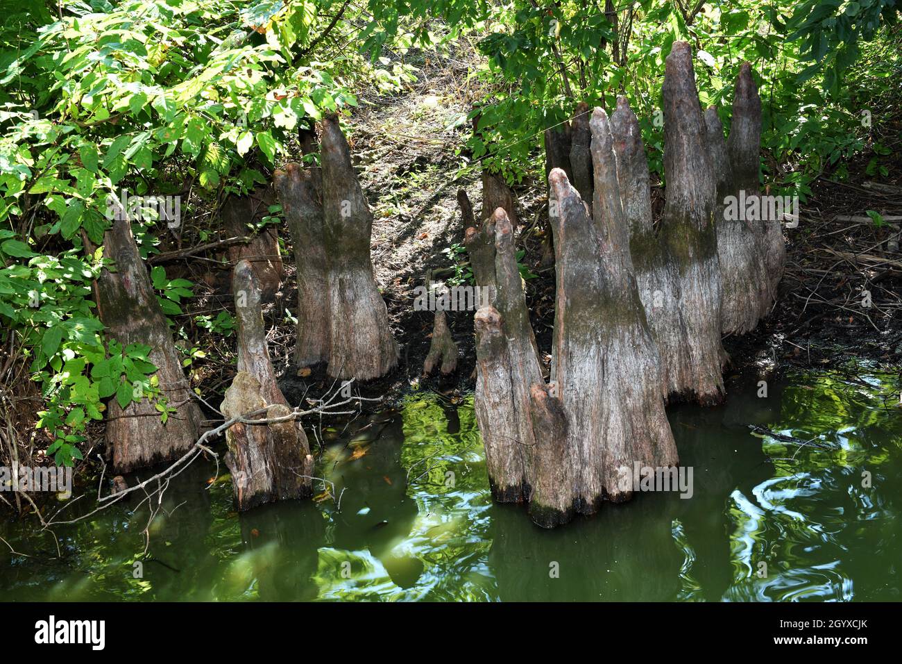 Bald Cypress Tree Bark Hi Res Stock Photography And Images Alamy