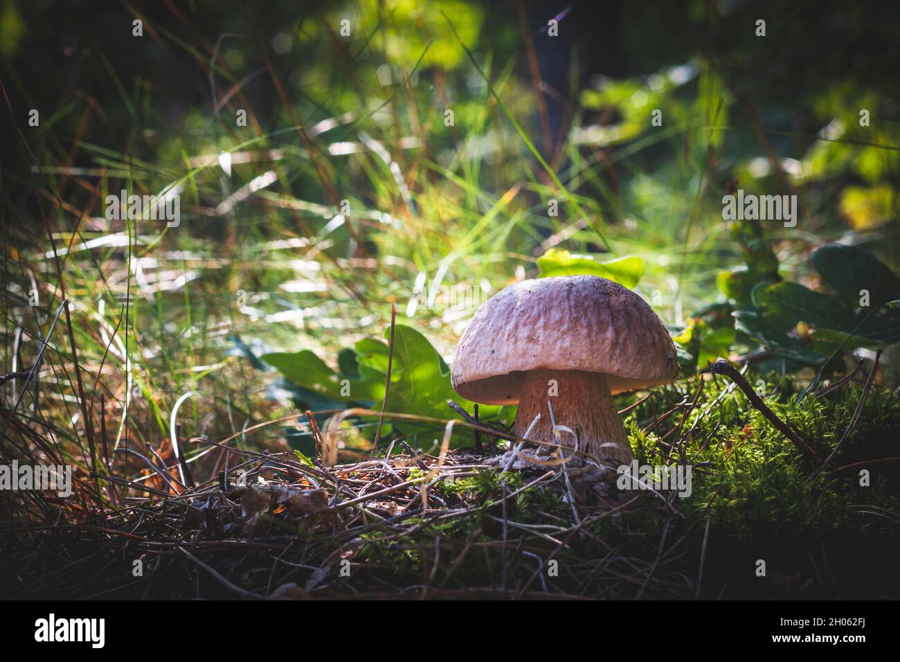 Edible Porcini Mushroom In Wood Royal Cep Mushrooms Food Boletus