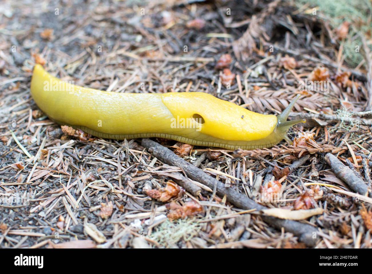 A Bright Yellow Banana Slug On Pine Needles On Forest Floor Sam