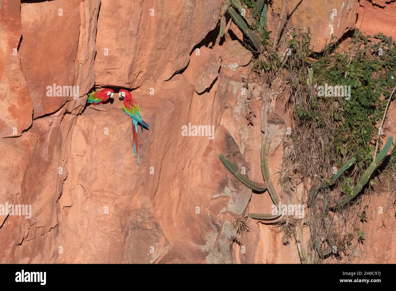 Red And Green Macaw Ara Chloropterus On Cliff Mato Grosso Do Sul