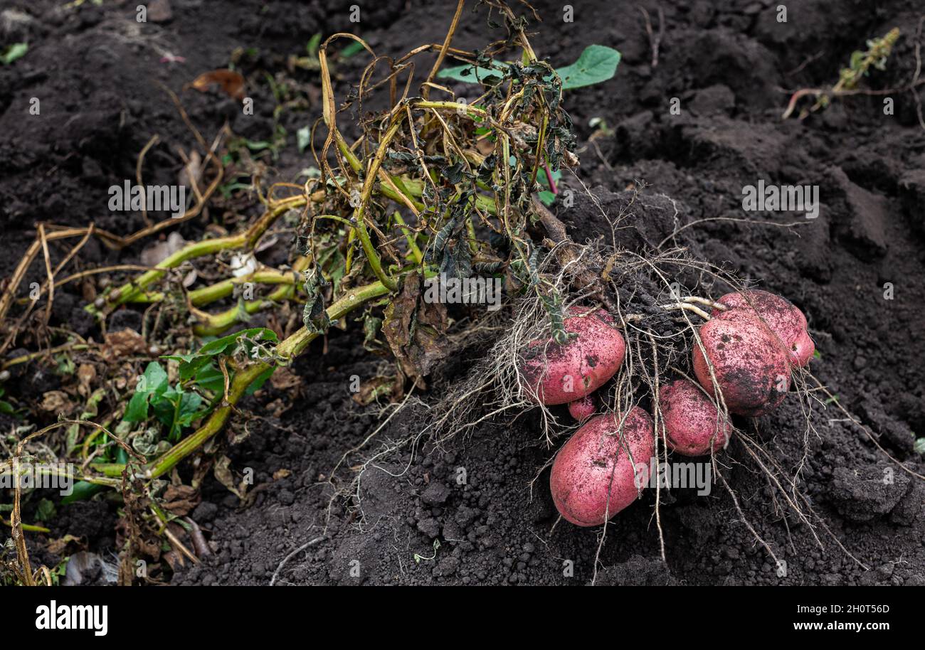 Potato Out Ground Harvest Hi Res Stock Photography And Images Alamy