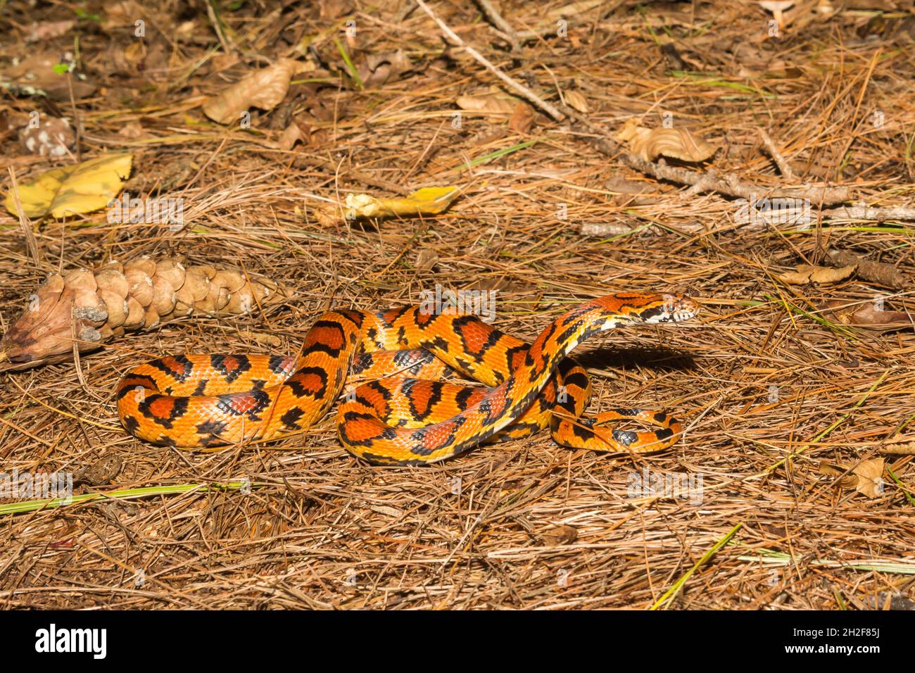 Okeetee Corn Snake Pantherophis Guttatus Stock Photo Alamy