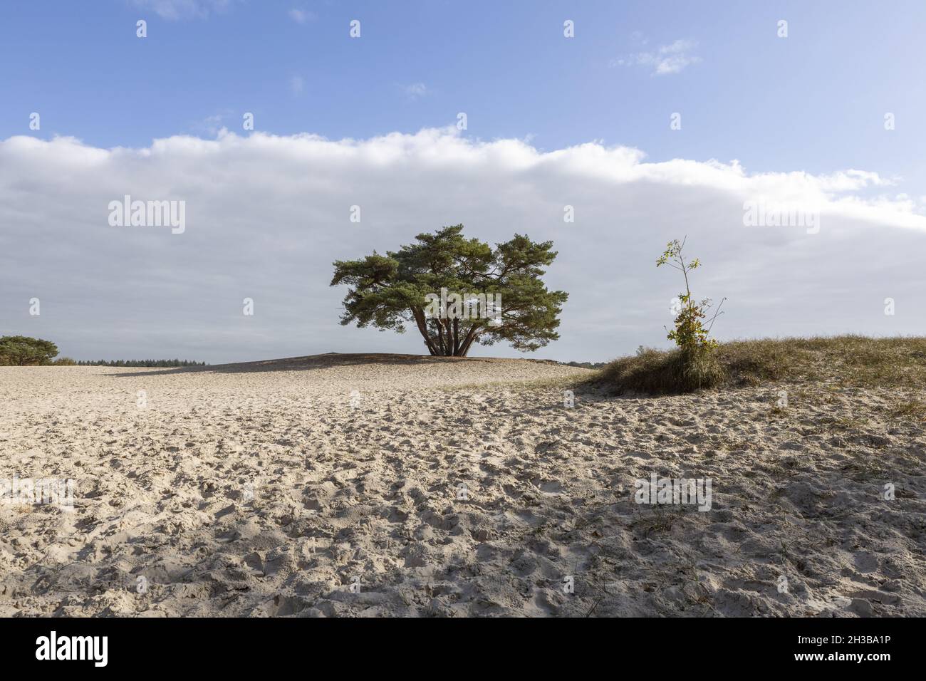 Unique Dutch Natural Phenomenon Of Sandbank Drift Plain Stock Photo Alamy