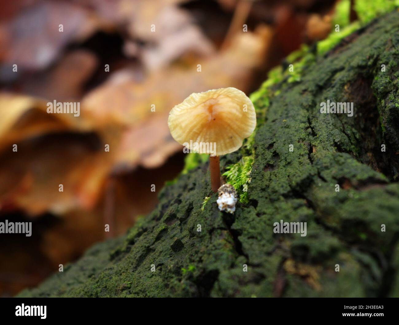 Mushrooms Growing Out Of A Tree Trunk Covered With Green Moss In Autumn