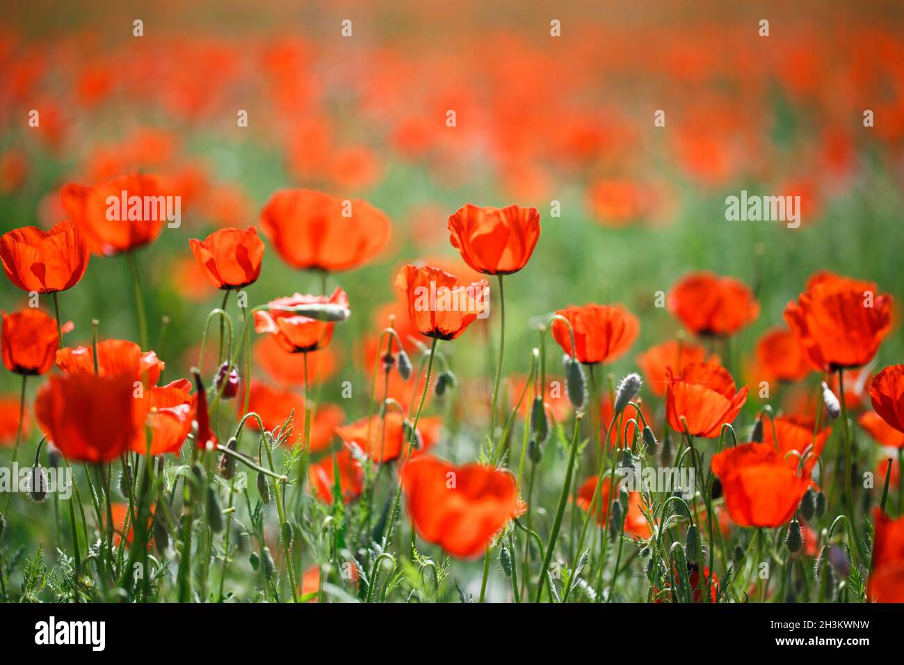 Poppies Field A Beautiful Field Of Blooming Poppies Stock Photo Alamy