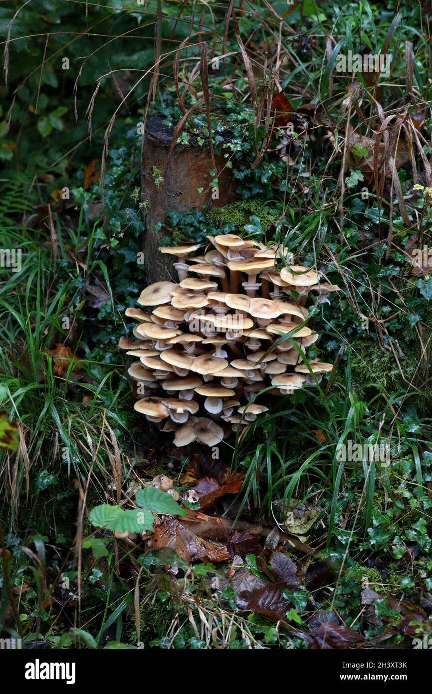 Mushrooms And Fungi Pictured Growing On An Old Tree Stump In Sussex UK