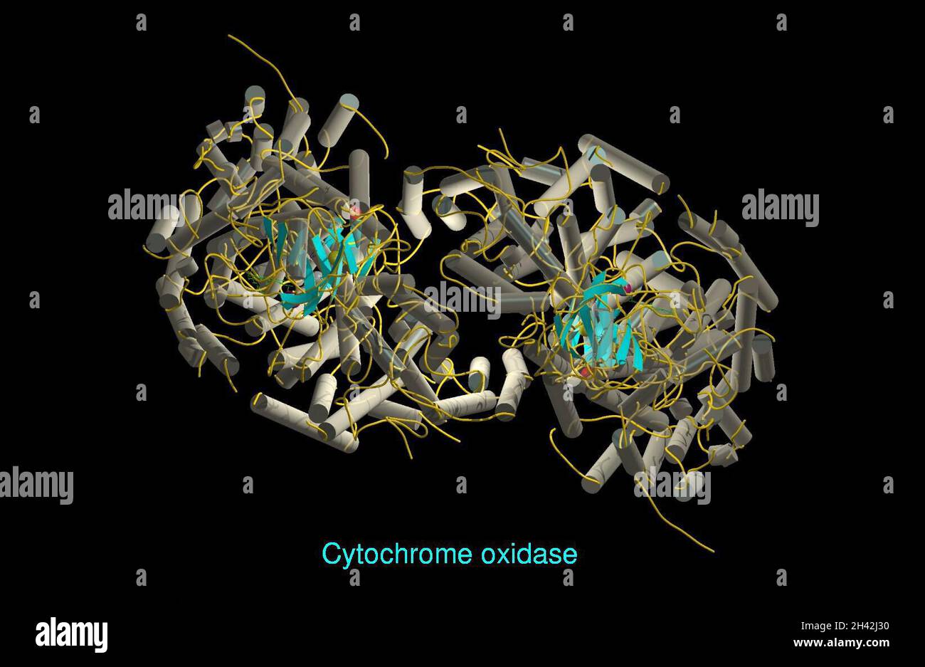 Molecular Model Of Cytochrome Oxidase Ribbon Stock Photo Alamy