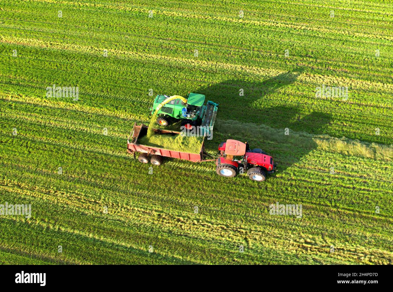 Forage Harvester During Grass Cutting For Silage In Field Harvesting