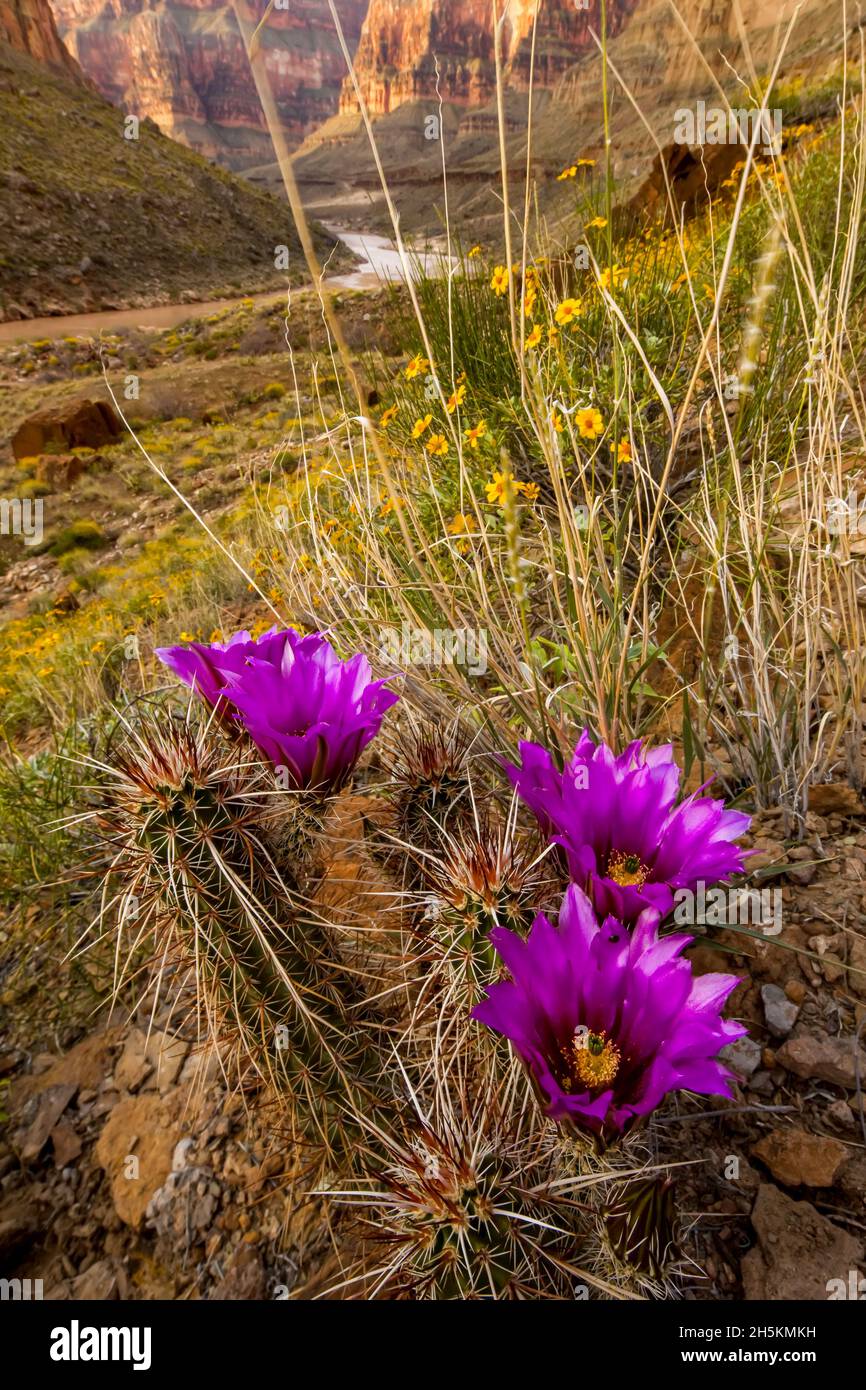 Engelmann Hedgehog Cactus Echinocereus Engelmannii Fossil Canyon