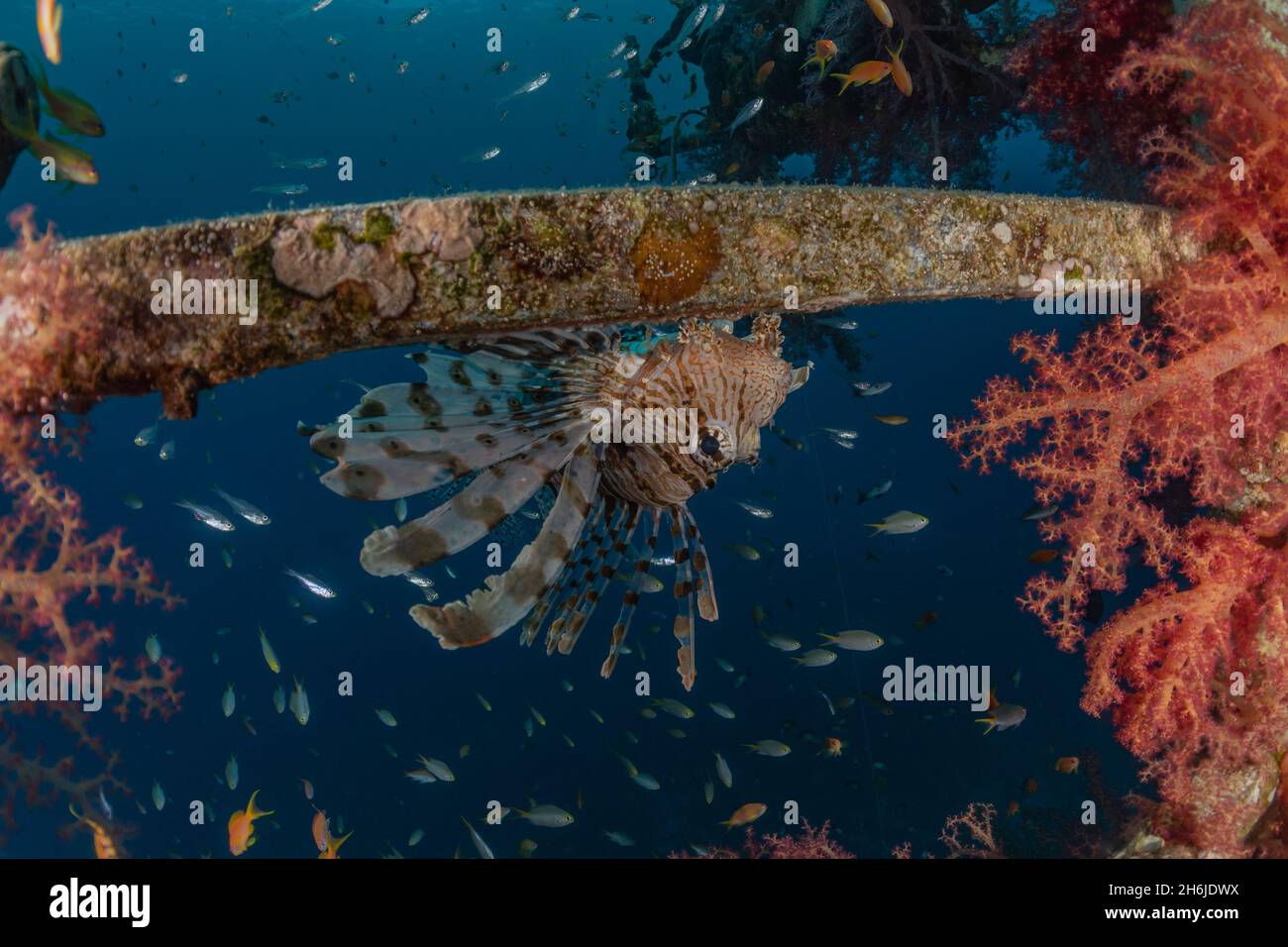 Lion Fish In The Red Sea Colorful Fish Eilat Israel Stock Photo Alamy