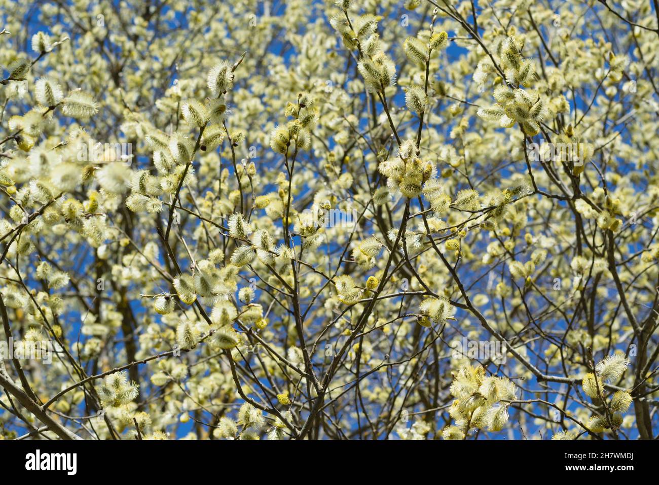 Palm Sunday Easter A Branch Of A Blossoming Pussy Willow On A