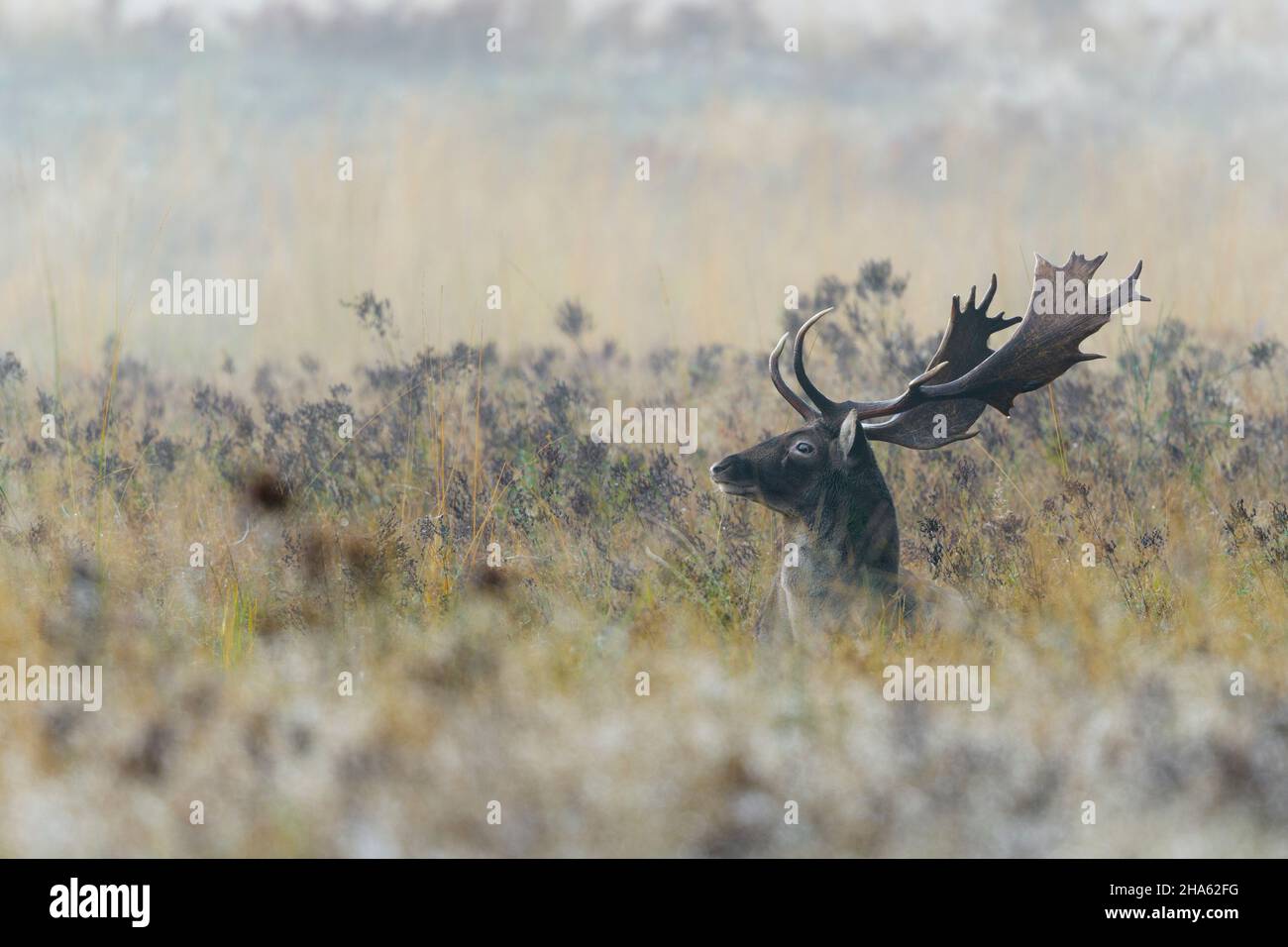 Fallow Deer On An Open Space In The Fog Cervus Dama Autumn October