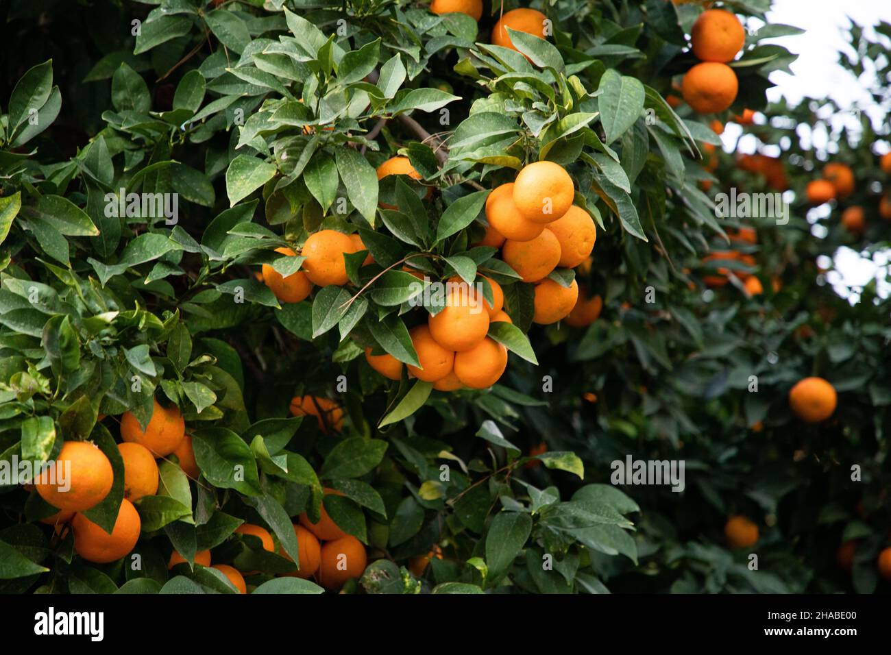 Ripe Oranges On An Orange Tree Stock Photo Alamy