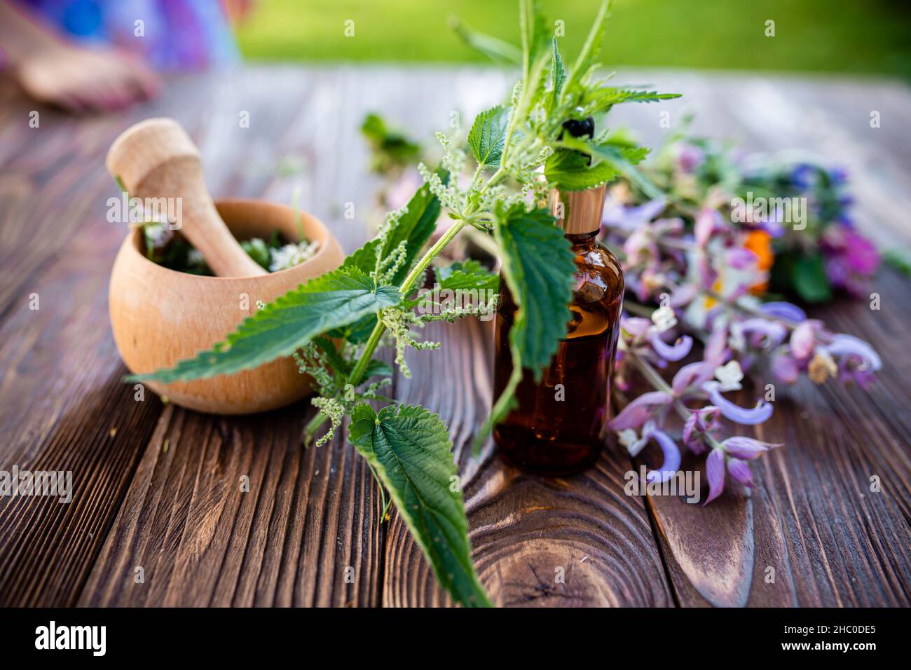 Common Nettle Burn Nettle Stinging Nettle Or Nettle Leaf Or Just A