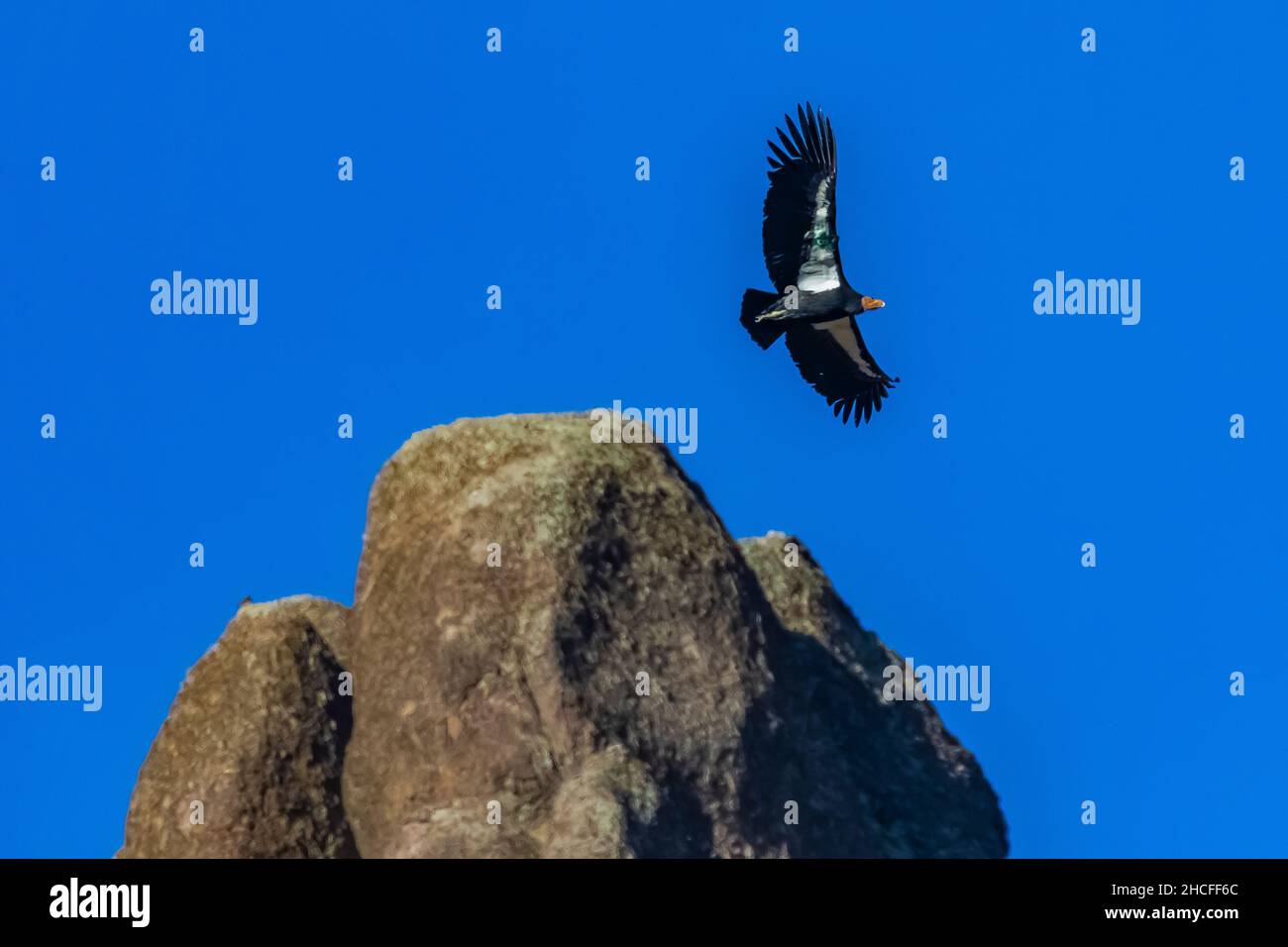 California Condor Gymnogyps Californianus Soaring Above The High