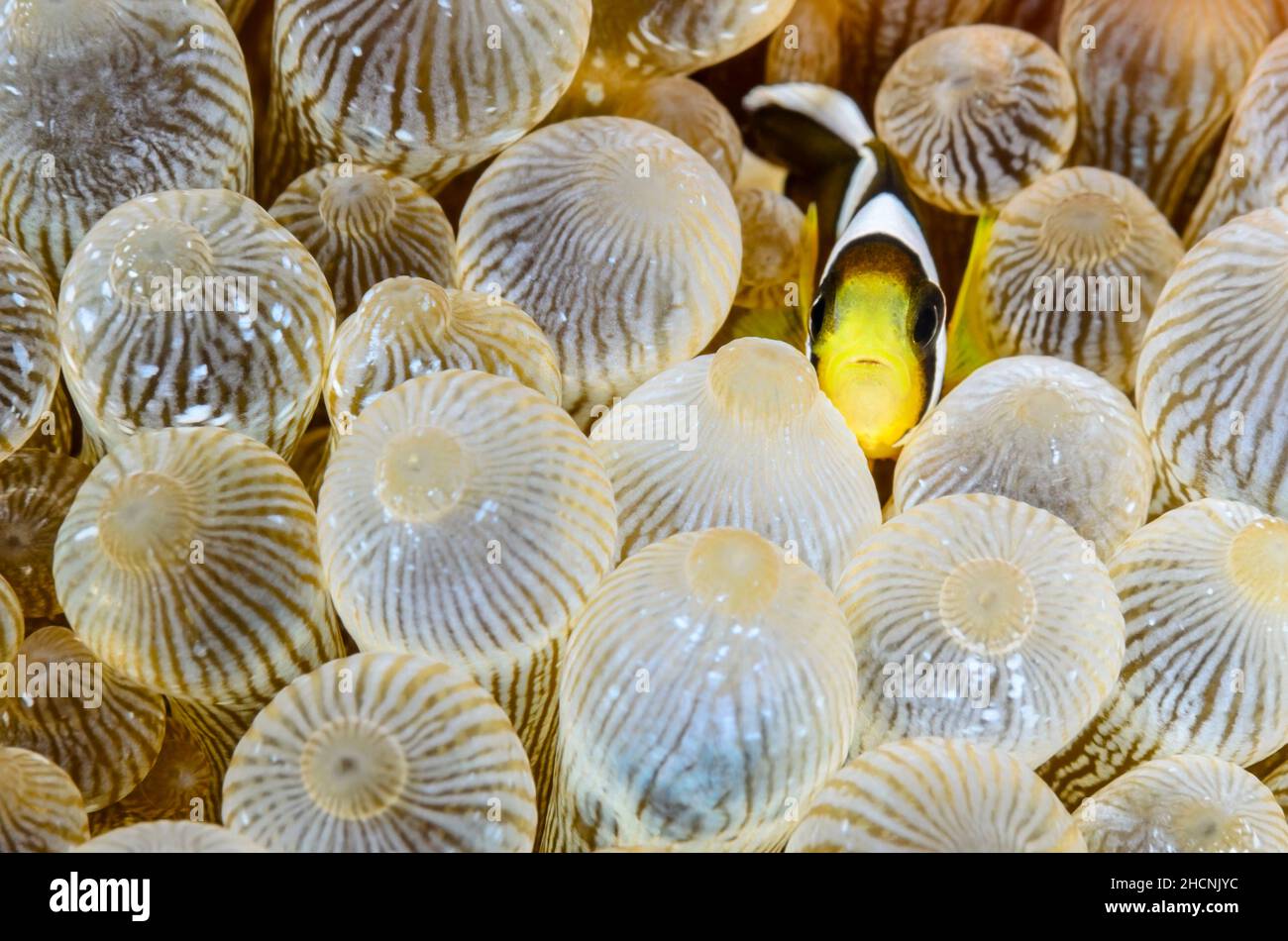 Juvenile Clark S Anemonefish Amphiprion Clarkii Alor Nusa Tenggara