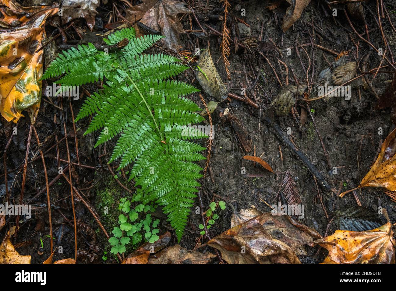 Close Up Of A Fern Polypodium Californicum Pfeiffer Big Sur SP Big