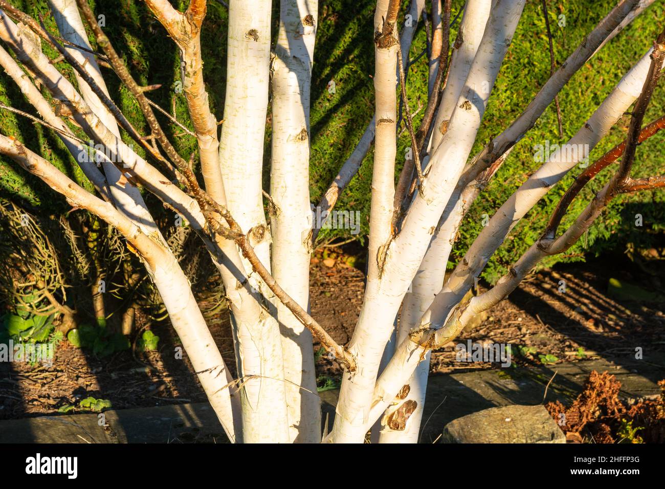 Silver Birch Betula Utilis Jacquemontii Multi Stem Stock Photo Alamy