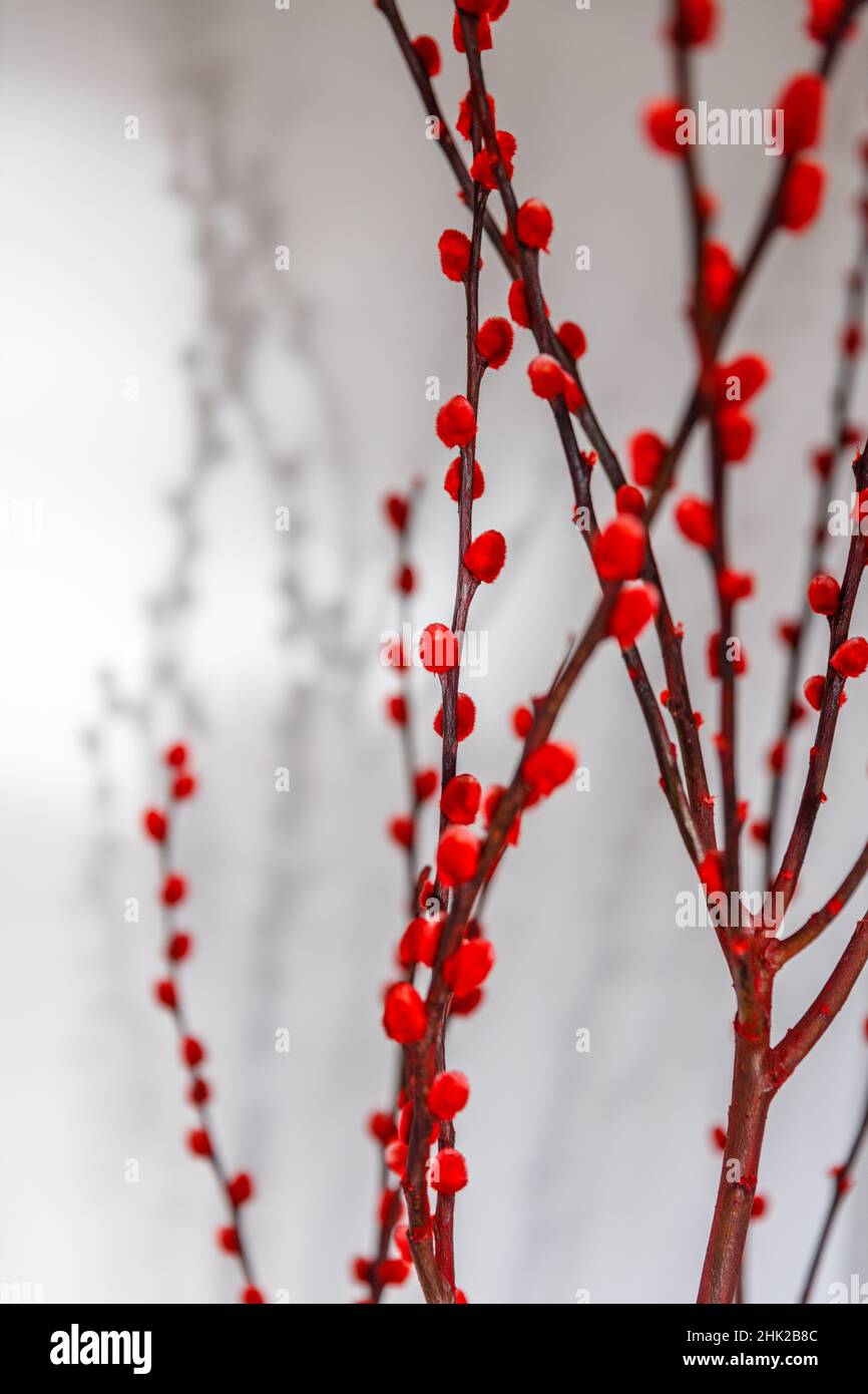 Bundle Of Red Painted Pussy Willow For Chinese New Year Vertical Image