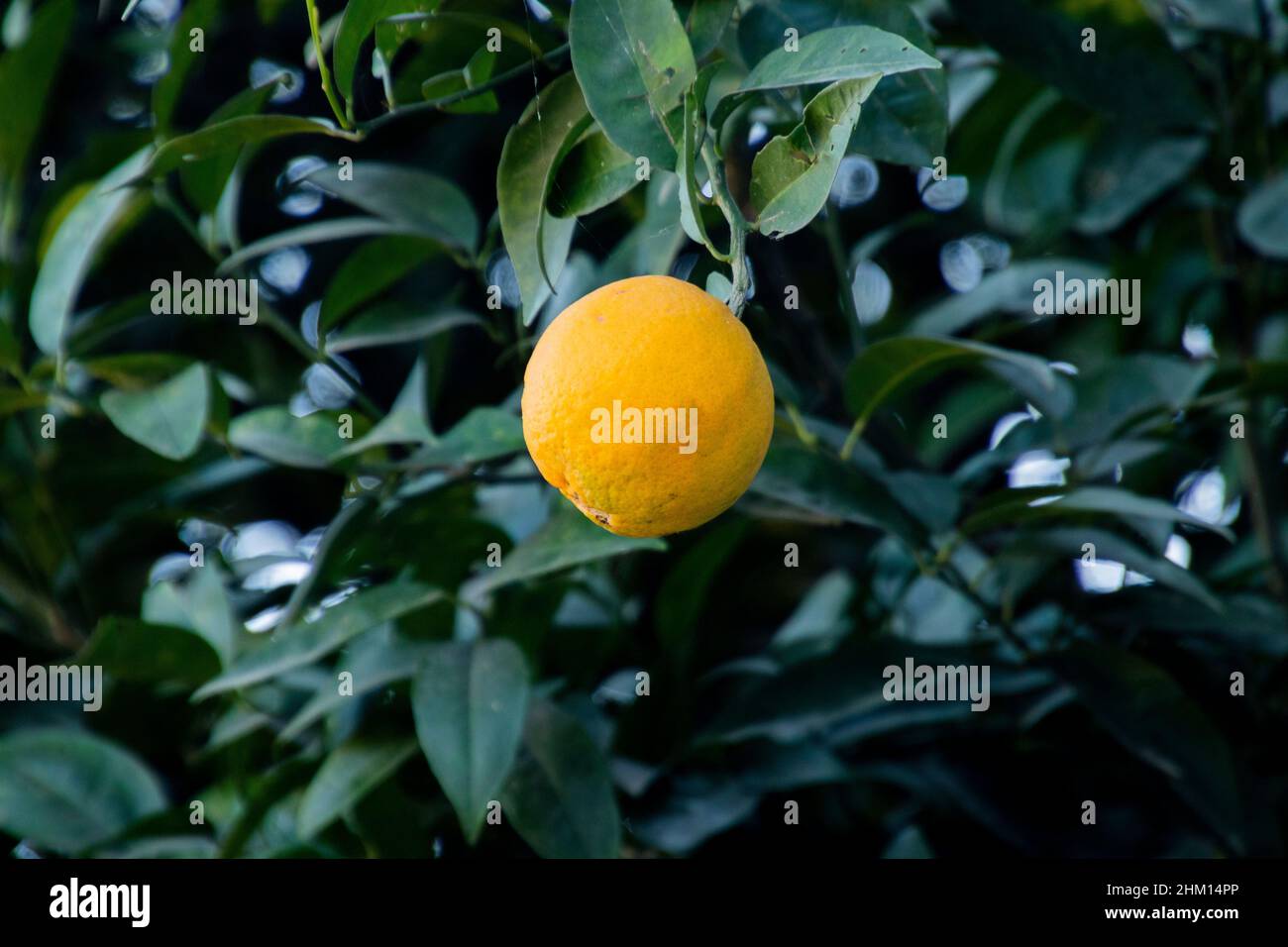 Oranges Hanging From An Orange Tree Stock Photo Alamy