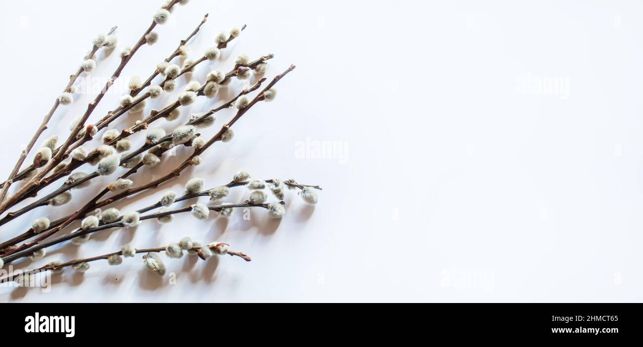 Pussy Willows Branches On A White Background Selective Focus Nature