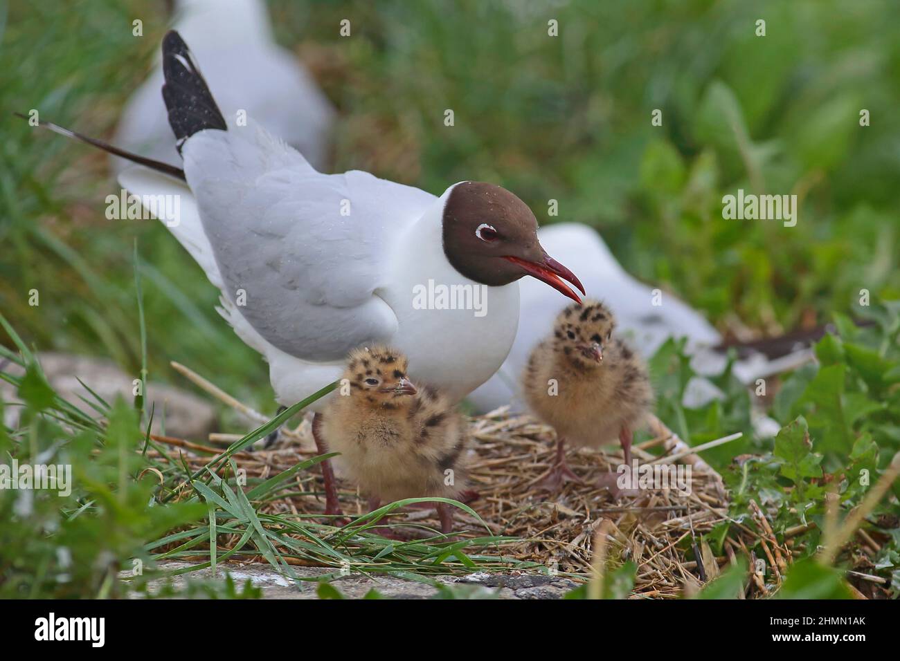 Black Headed Gull Larus Ridibundus Chroicocephalus Ridibundus With