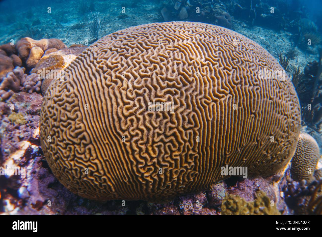 Coral Reef Macro Texture Abstract Marine Ecosystem Background Stock