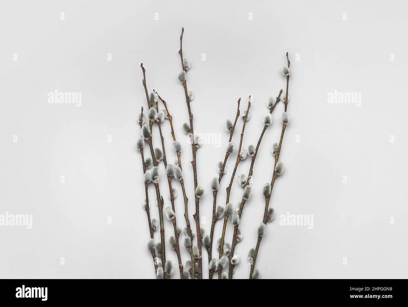 Pussy Willow Branches On White Background Stock Photo Alamy