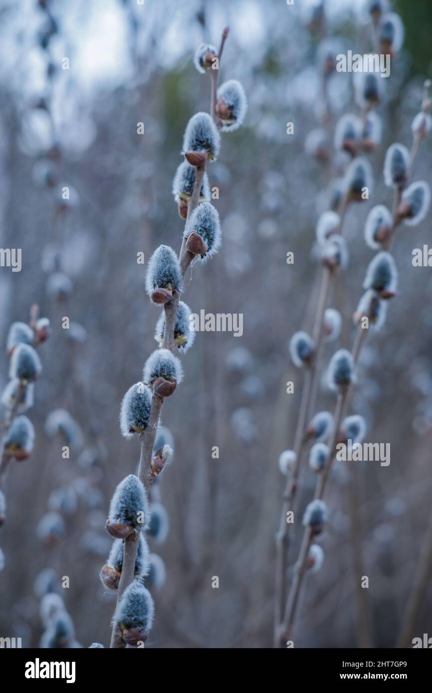 Willow Branch With Fluffy Catkins In The Forest On A Blurred Background