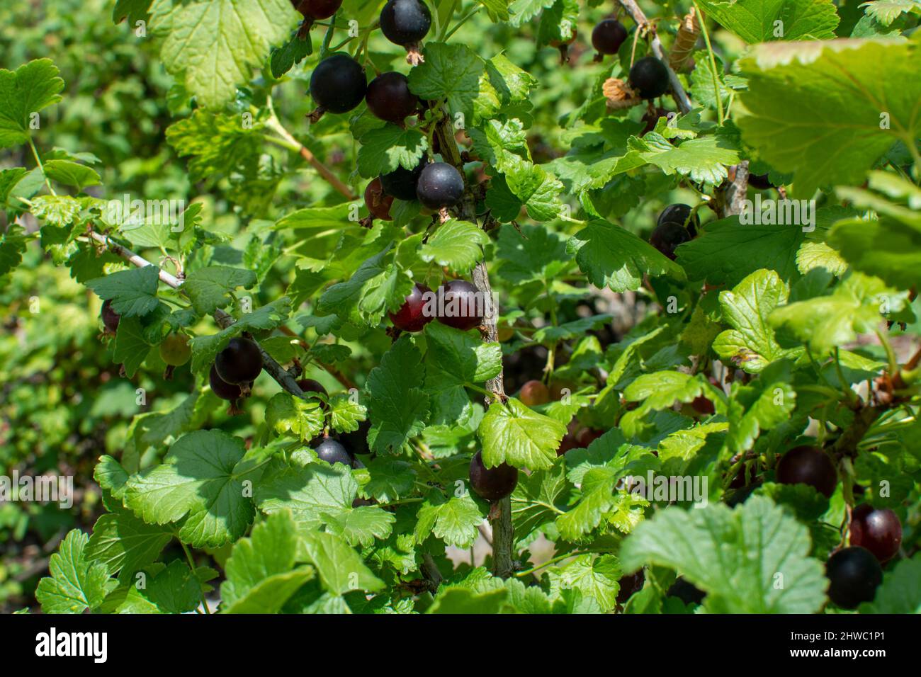 Royal De Naples Old Variety Of Black Currant Berries Using For Making