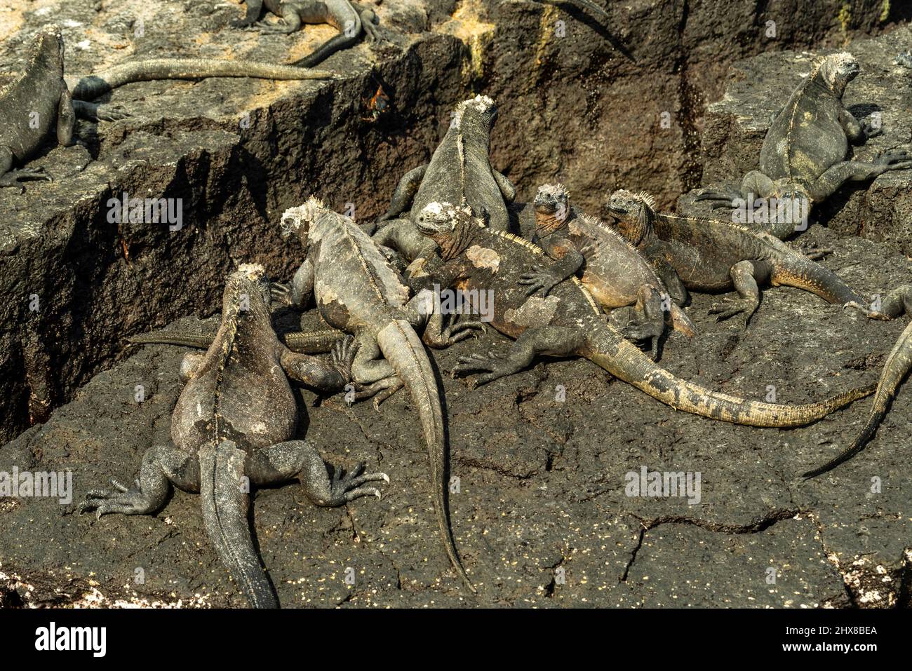 Photograph Of A Marine Iguana Amblyrhynchus Cristatus Isla Isabella