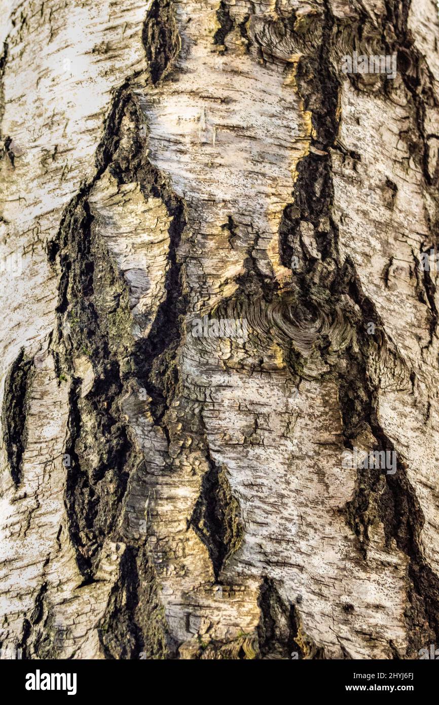 Tree Bark In The Sun Stock Photo Alamy