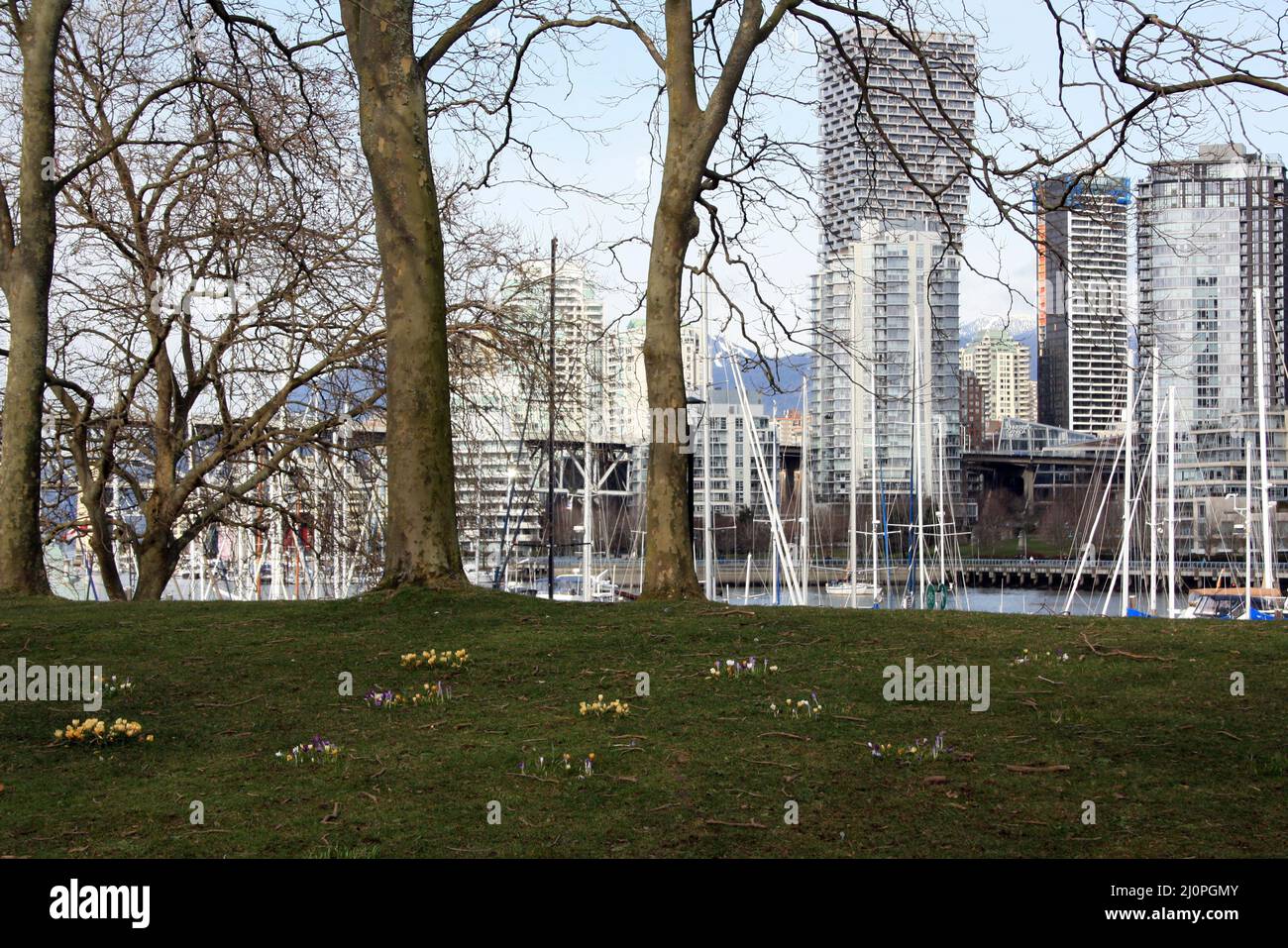 Landscape Of Park Trees With Buildings On The Background In Vancouver