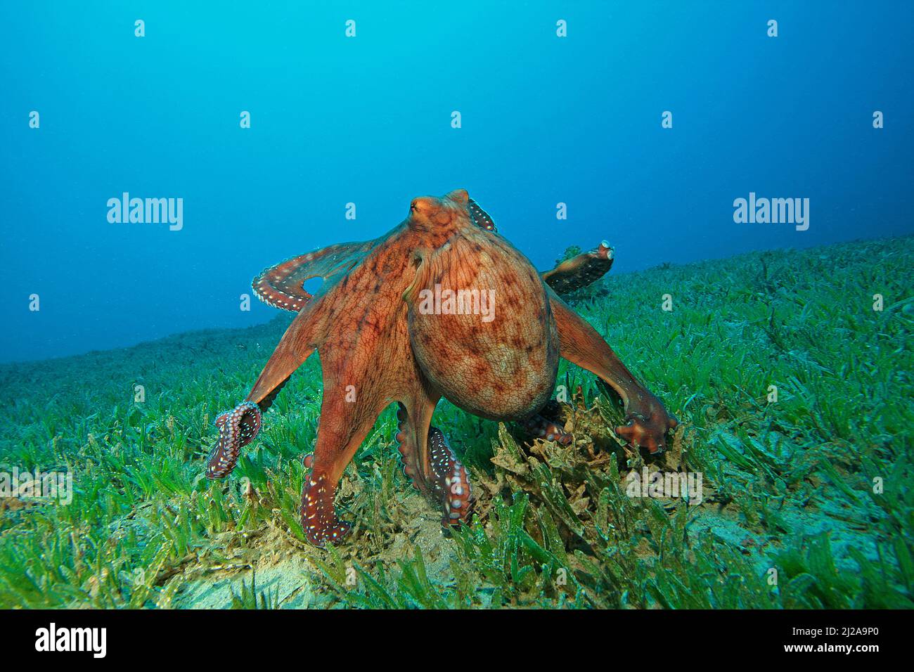 Common Octopus Octopus Vulgaris Dahab Egypt Red Sea Stock Photo